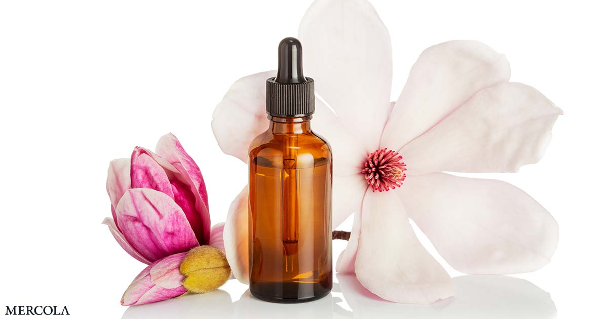Magnolia Important Oil Fights Micro organism and Oxidative Stress