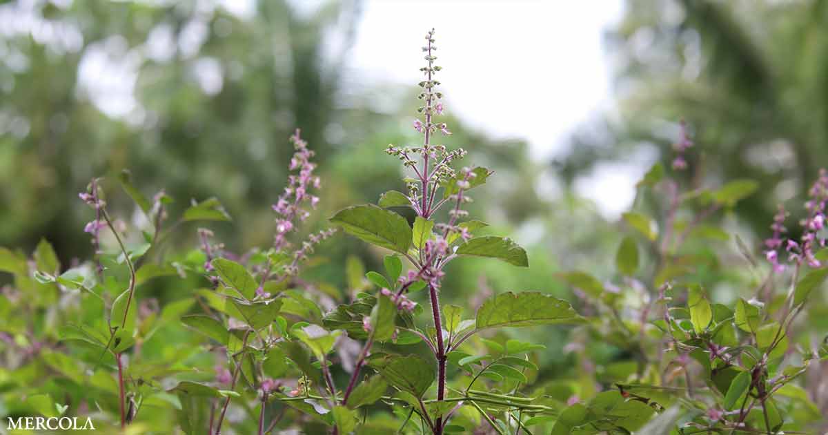 Trendy Research Help the Advantages of This Historic Herb