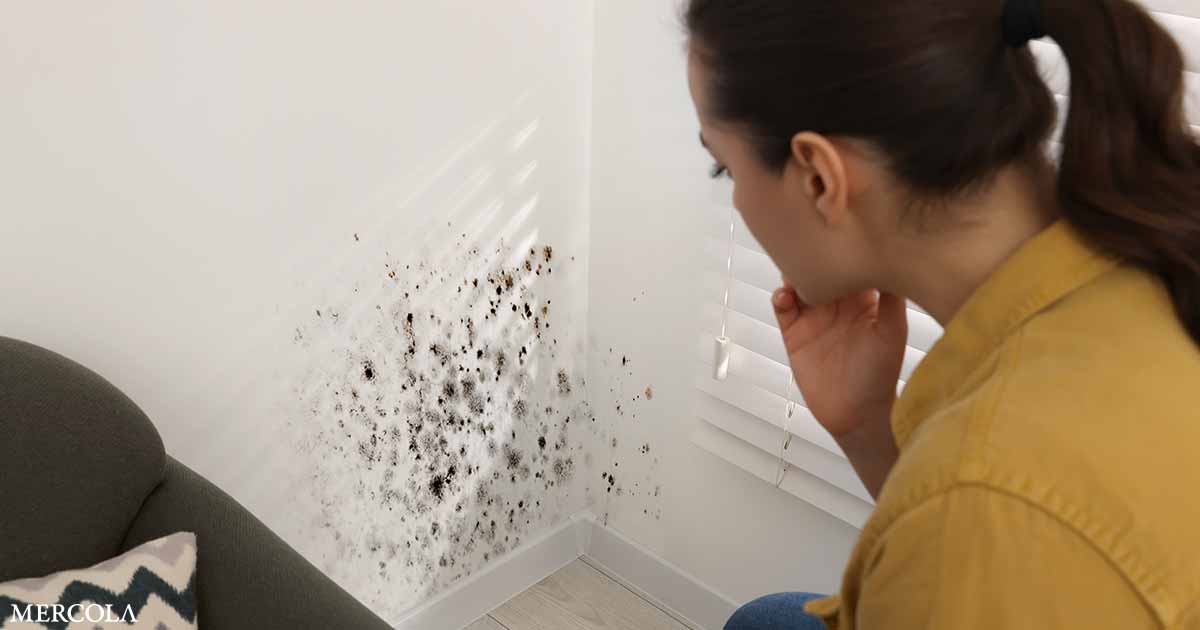 Black Mold Is More Likely to Trigger Allergies Than Cause Toxic Reactions