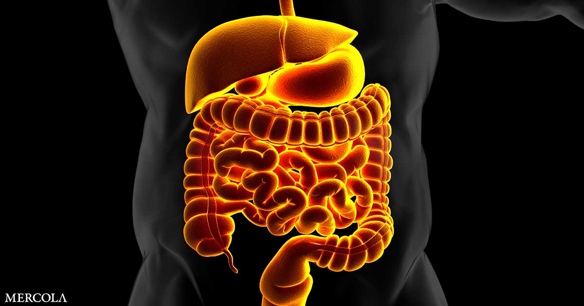 The Central Role of Gut Inflammation in Insulin Resistance