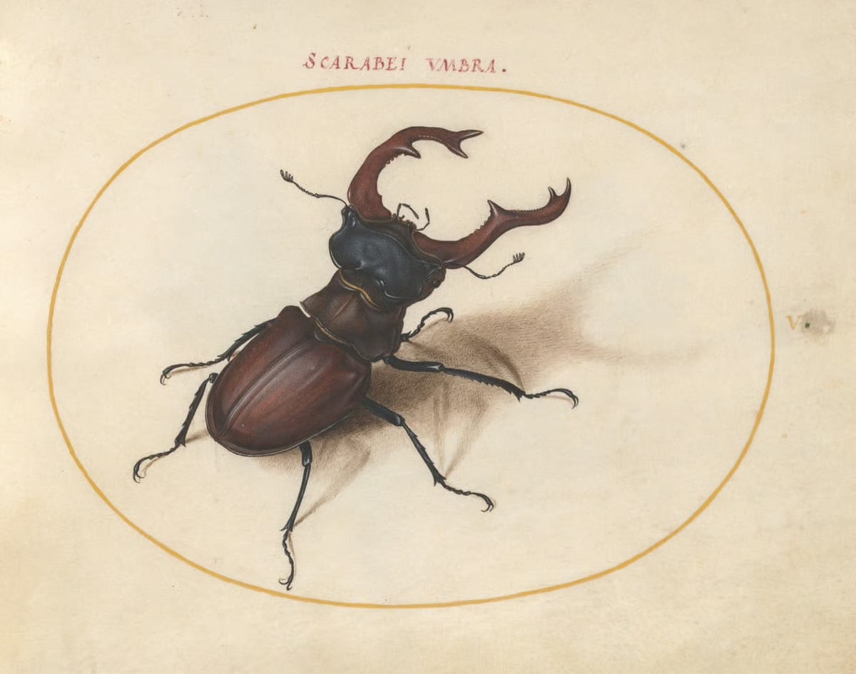 The 16th-Century Artist Who Created the First Compendium of Insect Drawings — Colossal
