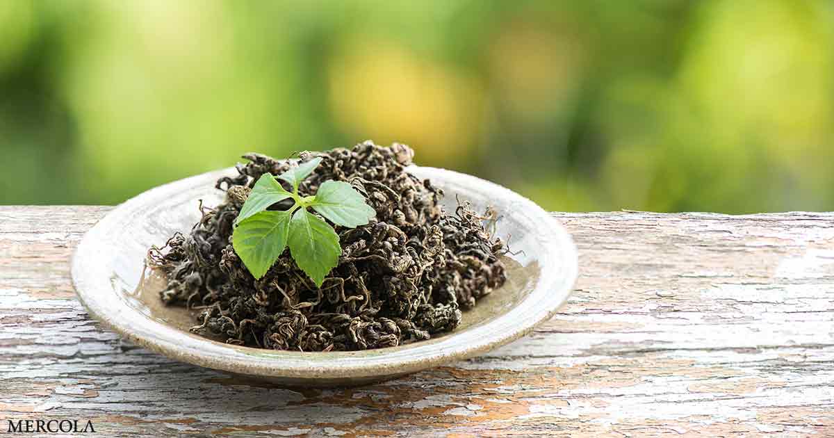 This Powerful, Ancient Herb Offers Impressive Benefits