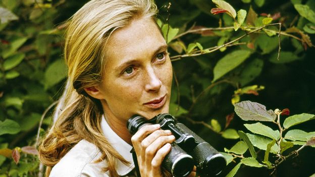 ‘They hold hands, they embrace, they kiss’: The woman who changed our view of chimps