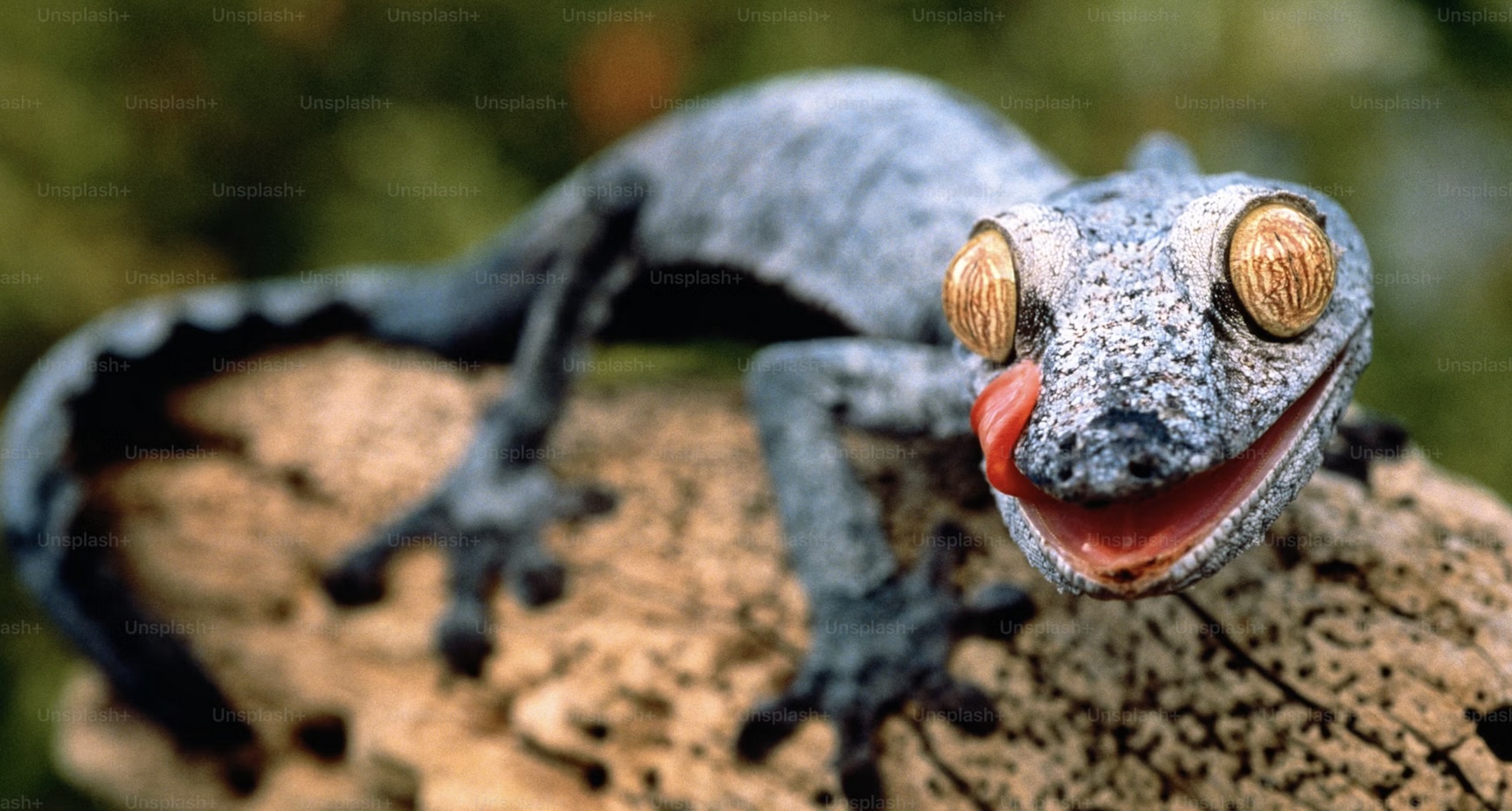 Links 8/23/2025 | naked capitalism