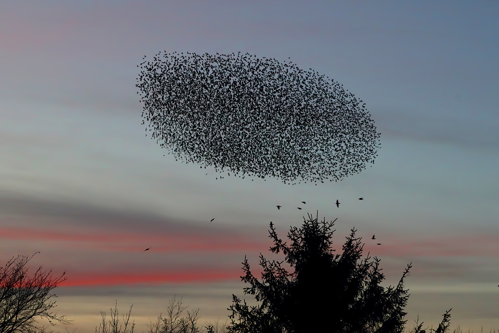 On starlings and the thermodynamics of life
