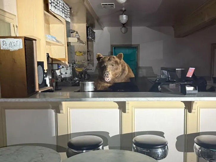 Bear Raids Lake Tahoe Ice Cream Parlor, Gets Caught In Act