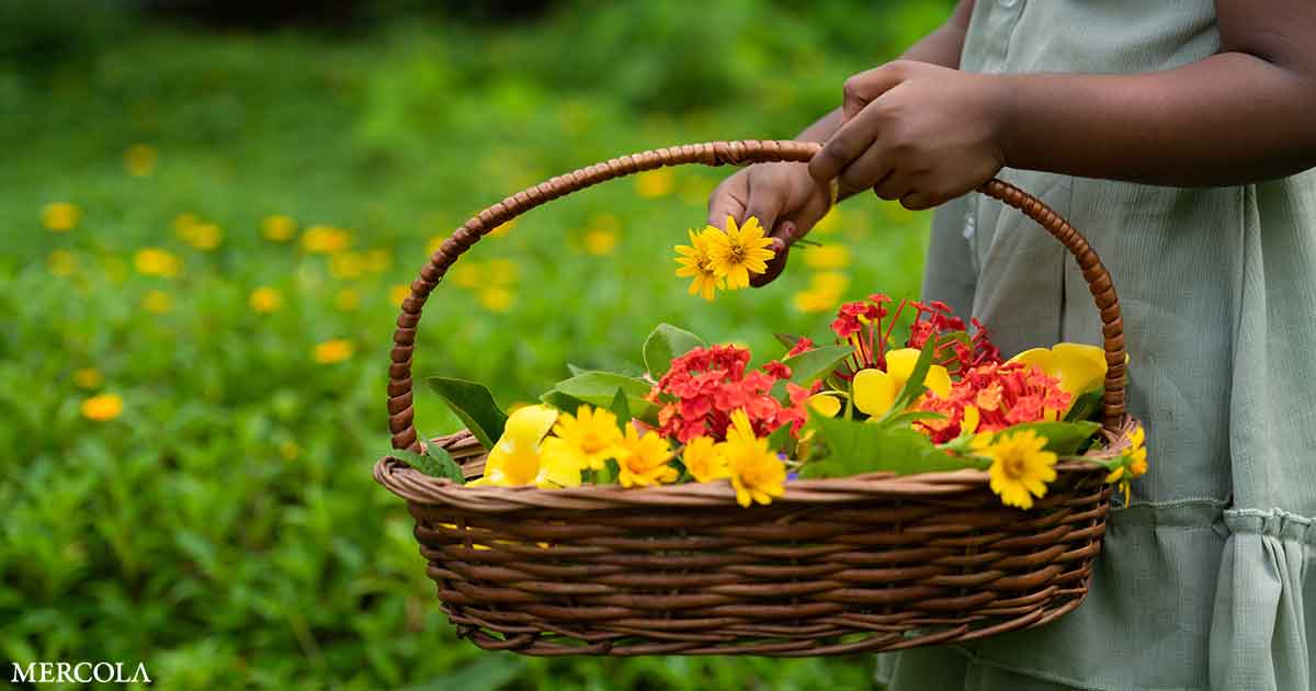 The Best Flowers to Support Healthy Soil and Protect Your Garden from Pests