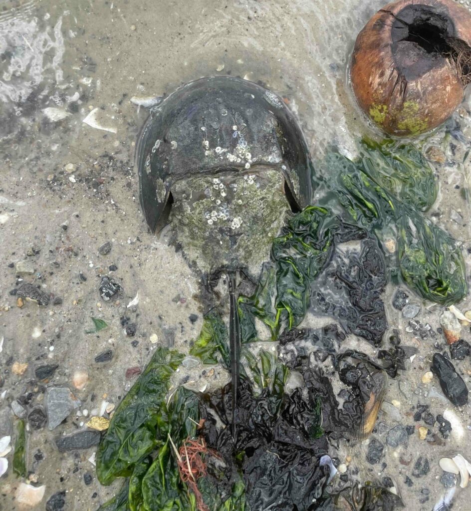 Horseshoe Crab Diary