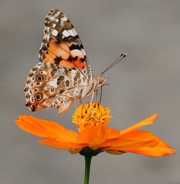 Links 9/7/2025 | naked capitalism