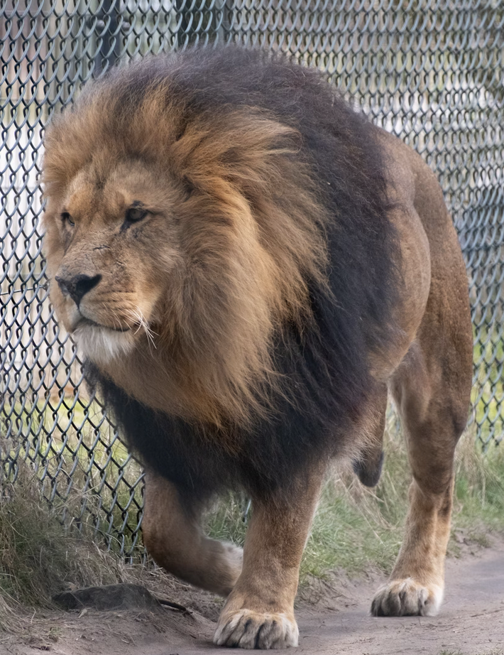 Links 9/20/2025 | naked capitalism