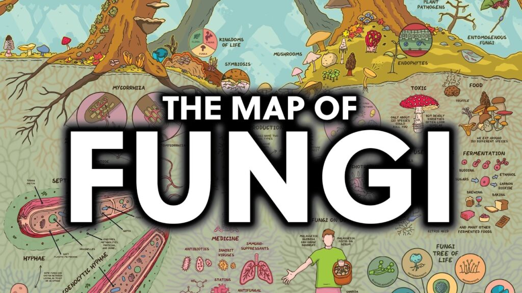 Explore the Fascinating Map of Fungi: An Introduction to the Vast Mushroom Kingdom
