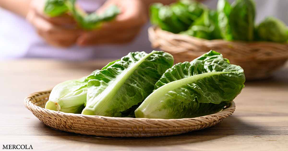 Scientists Identify Key Factors Behind E. Coli Outbreaks in Romaine Lettuce
