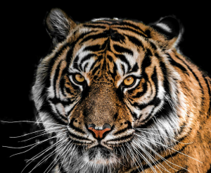 Kudos! Met Our Sixth Goal, On to Our Seventh: More Original Reporting