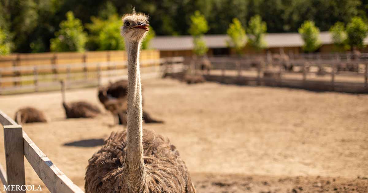 Victims, Not Vectors — CFIA's Ostrich Cull Misses the Real Source of H5N1 Risk