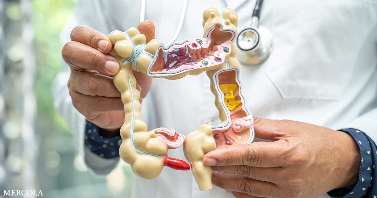 How Circadian Rhythm Shapes Gut Repair and Digestive Health