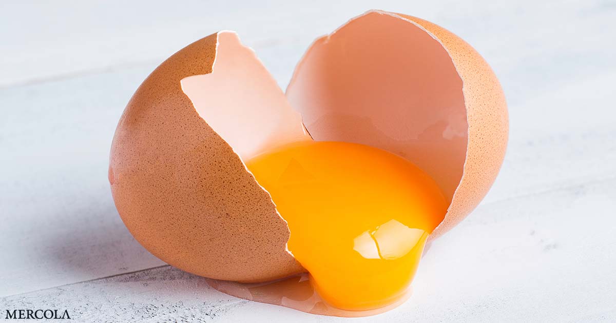 Egg Yolk Compound Shows Promise in Osteoporosis Management