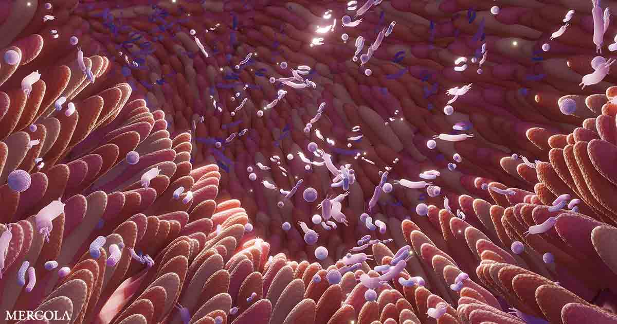 The Surprising Link Between Your Gut Fungi, Genetics, and Chronic Disease Risk