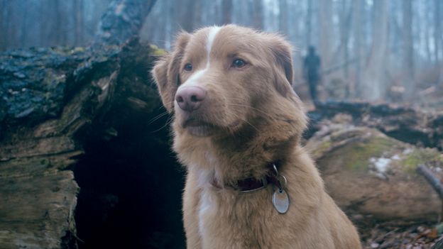 The dog-centred horror led by a new canine acting ‘superstar’