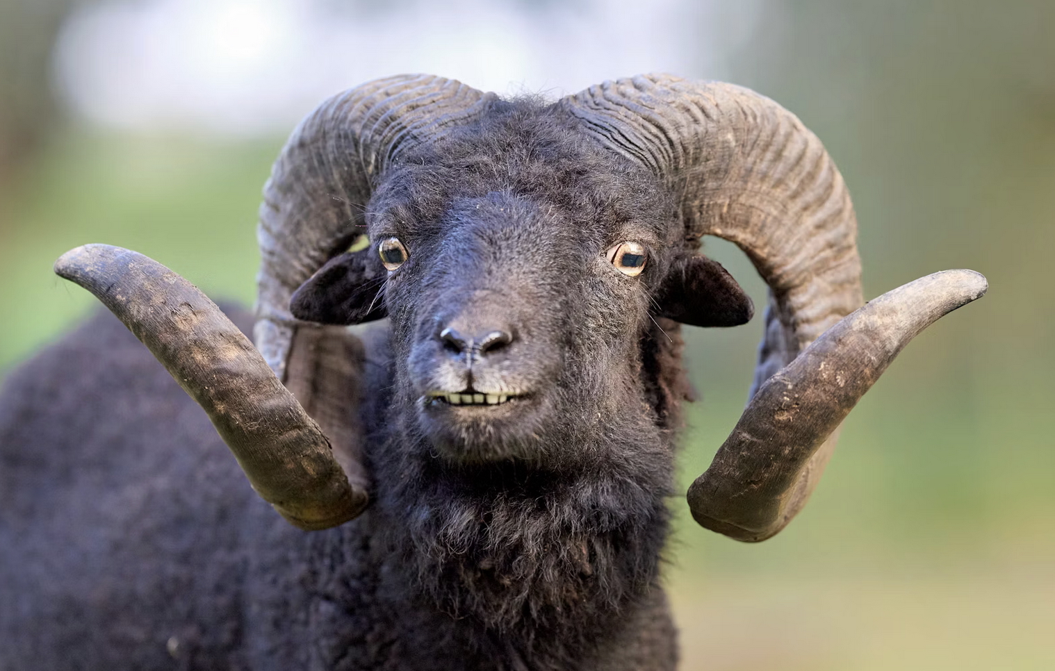 Links 11/29/2025 | naked capitalism