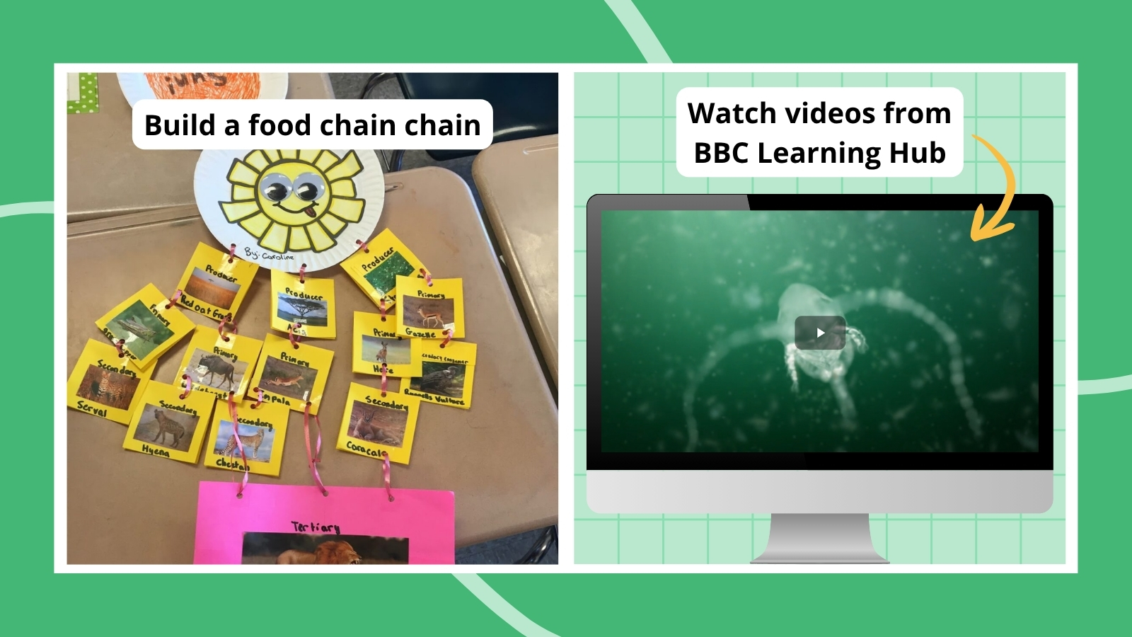 25 Fun Food Web and Food Chain Activities