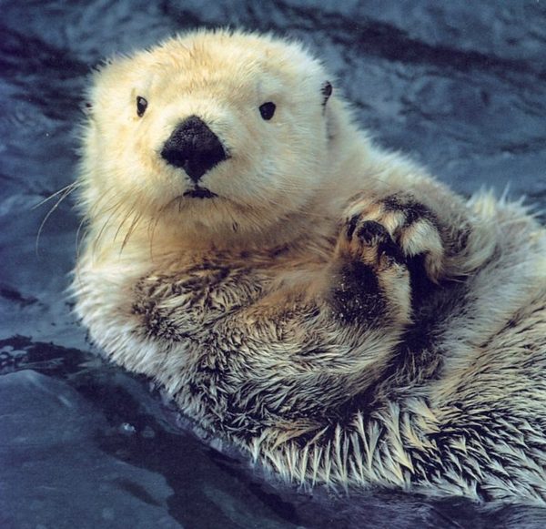 Links 11/16/2025 | naked capitalism