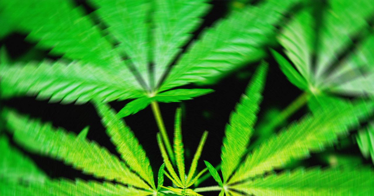 A Proposed Federal THC Ban Would ‘Wipe Out’ Hemp Products That Get People High