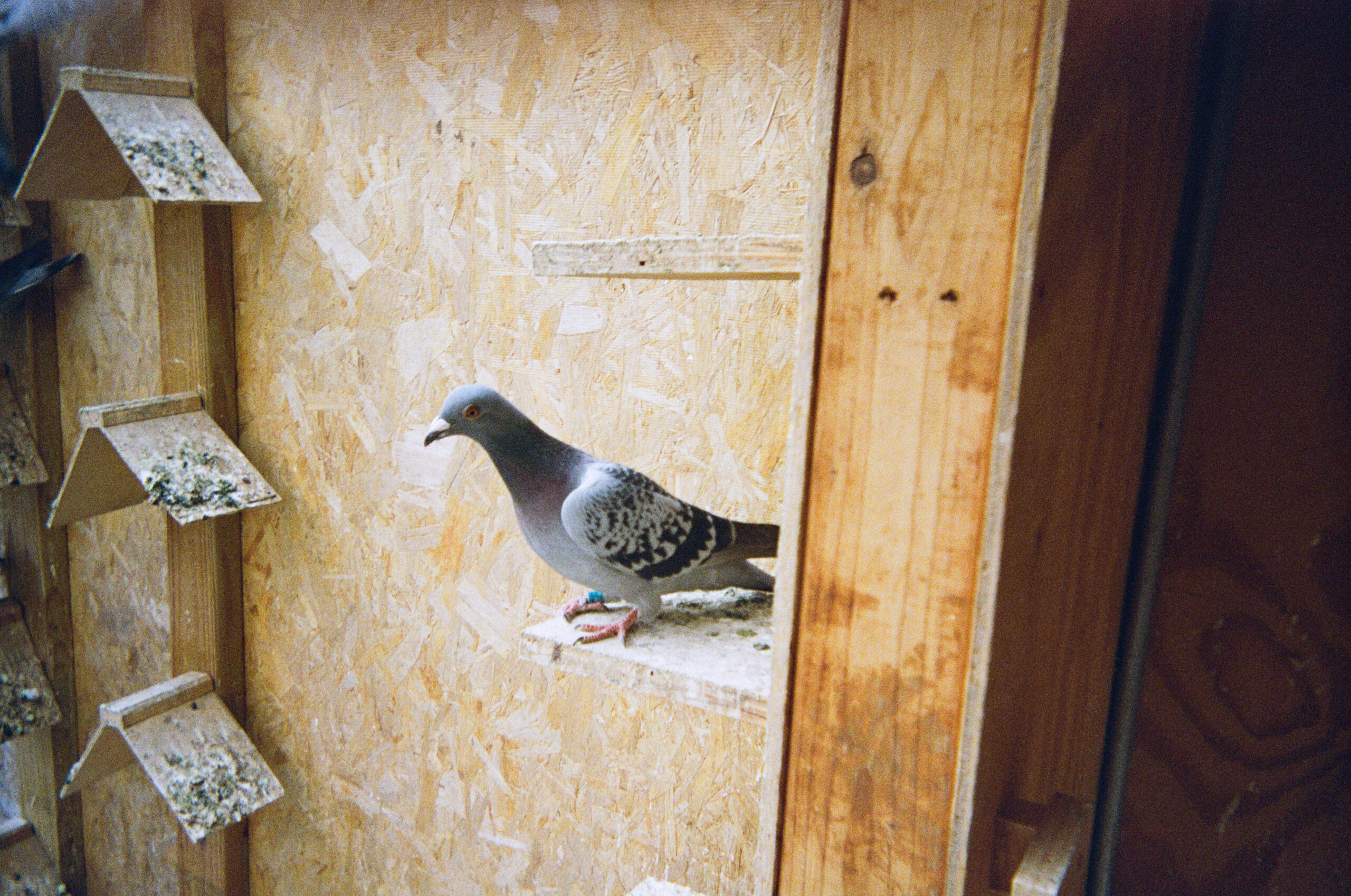 On Pigeon Racing by Oliver Egger