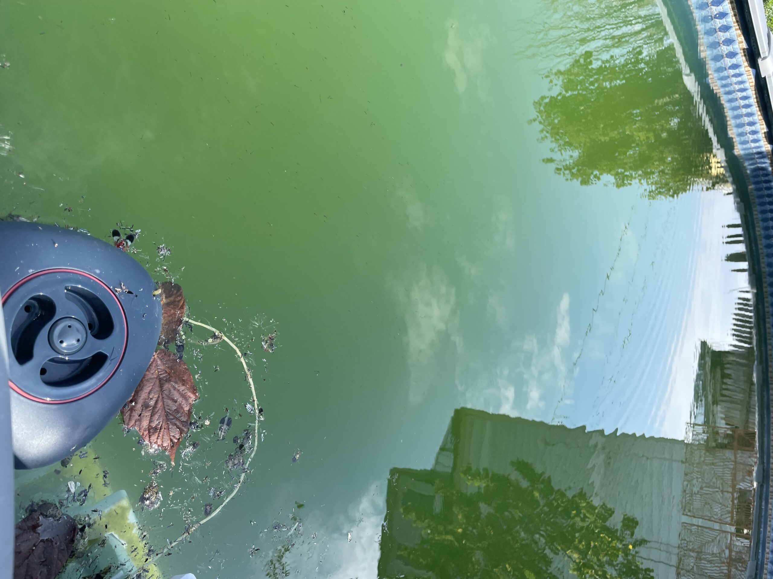 My Illegal Revenge Pool by Lisa Carver