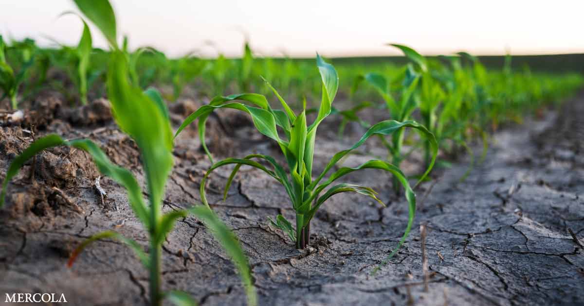 Saline Farming Offers a Sustainable Way to Revive Salt-Damaged Soils