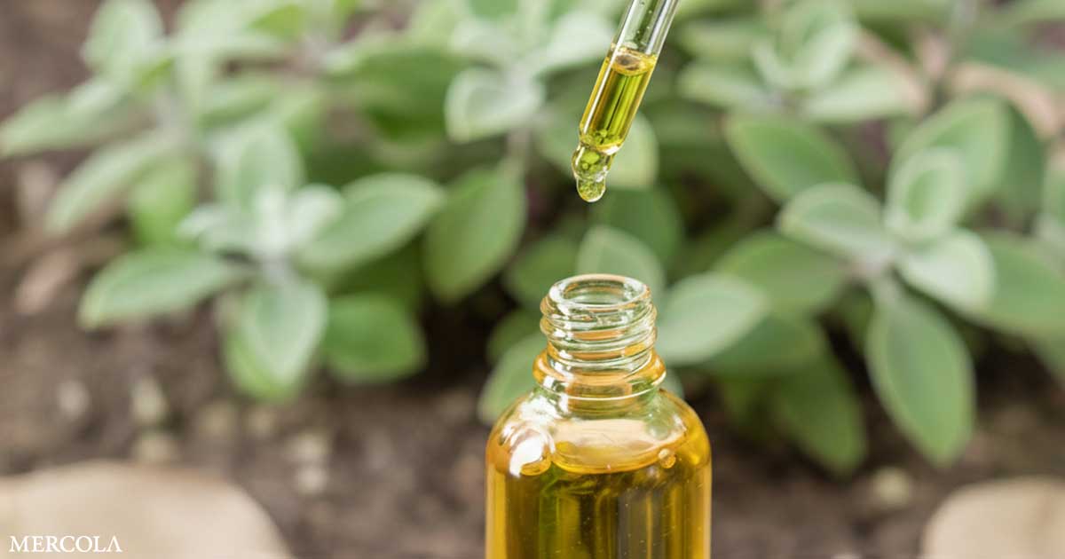 Essential Oil Compounds Show Blood Sugar and Antifungal Benefits