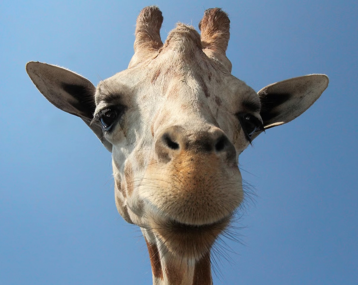 Links 12/20/2025 | naked capitalism