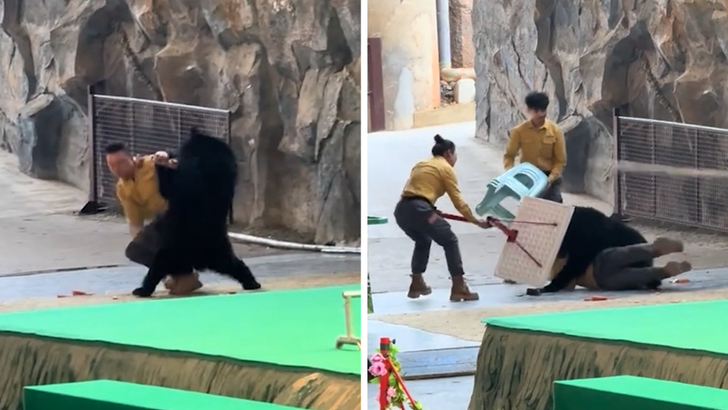 Bear Refuses to Go Onstage, Attacks Handler for Snacks Instead, on Video