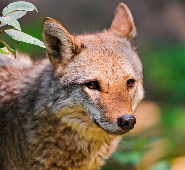 Links 12/21/2025 | naked capitalism