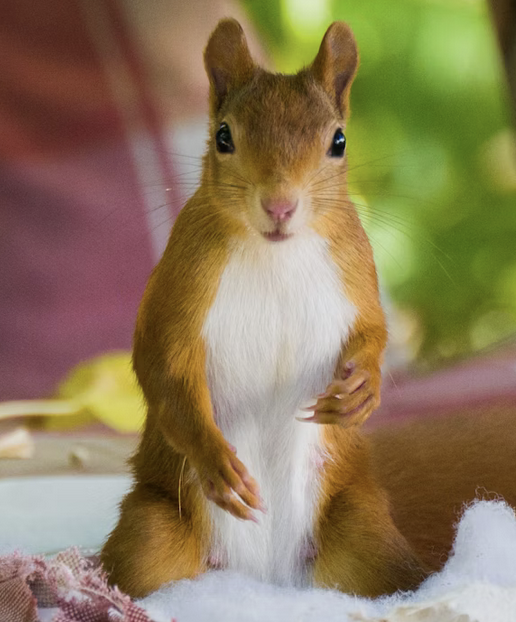 Links 12/6/2025 | naked capitalism