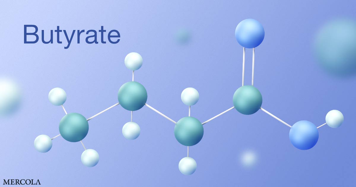 Butyrate’s Impact on Your Immune System