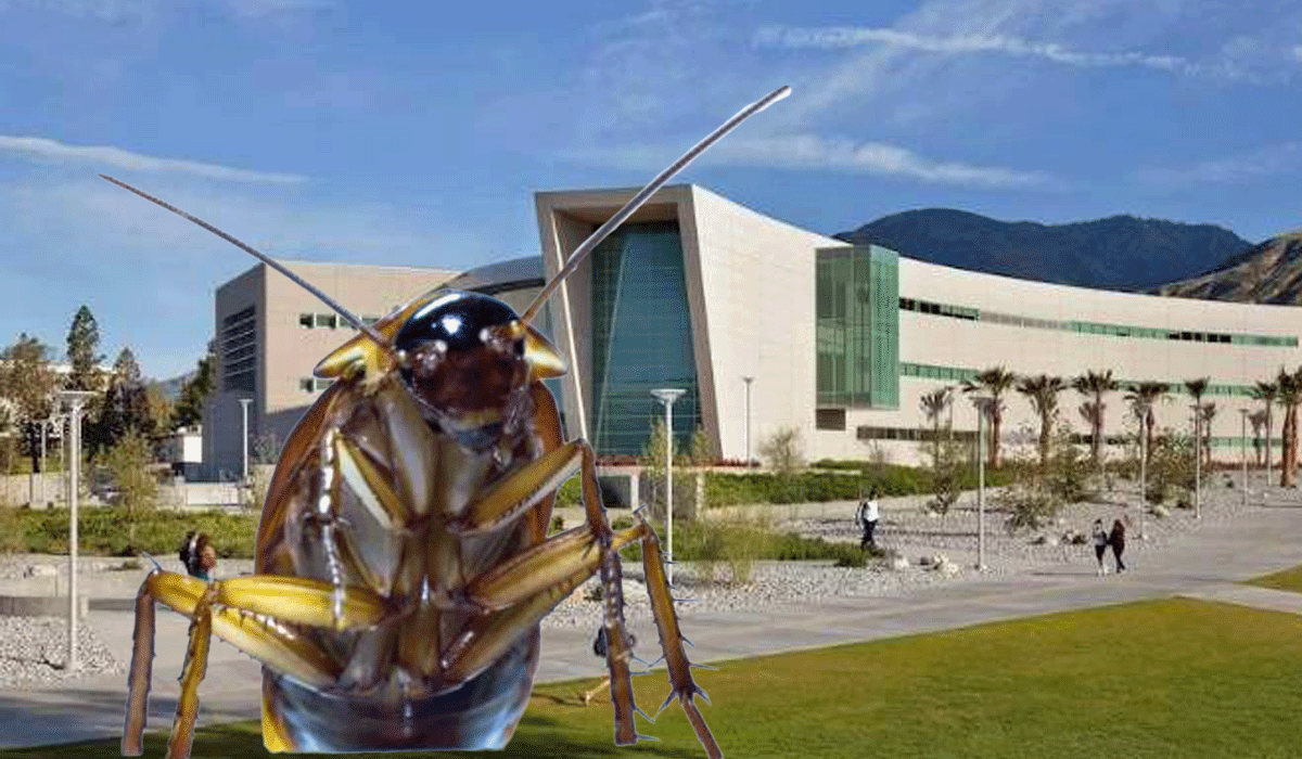 My Name Is Gregor Samsa, and This Time I Woke Up as a Grad Student at Cal State San Bernardino