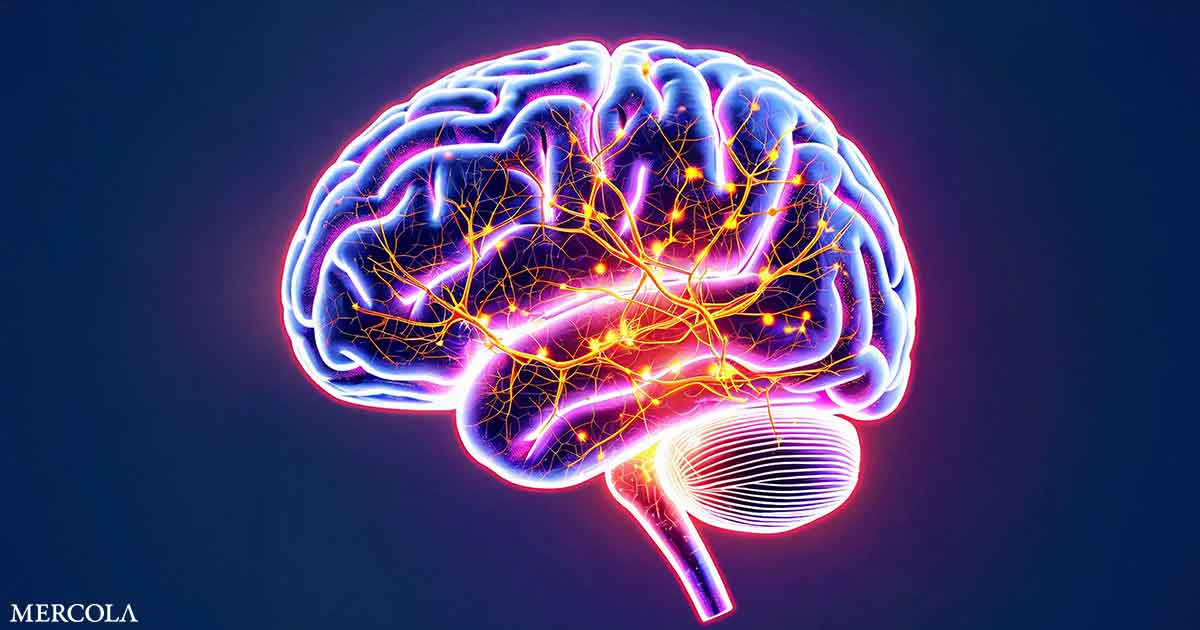 Obesity-Linked Metabolic Stress in Young Adults May Trigger Early Brain Changes