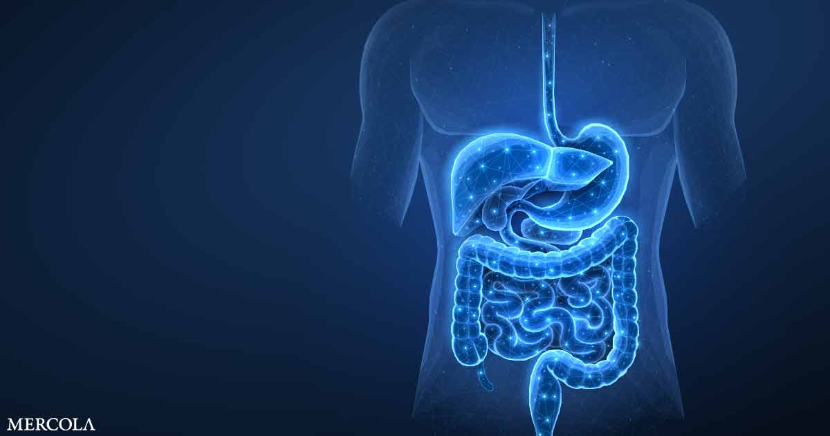 Your Gut Nervous System Helps Regulate Intestinal Barrier and Allergy Risk