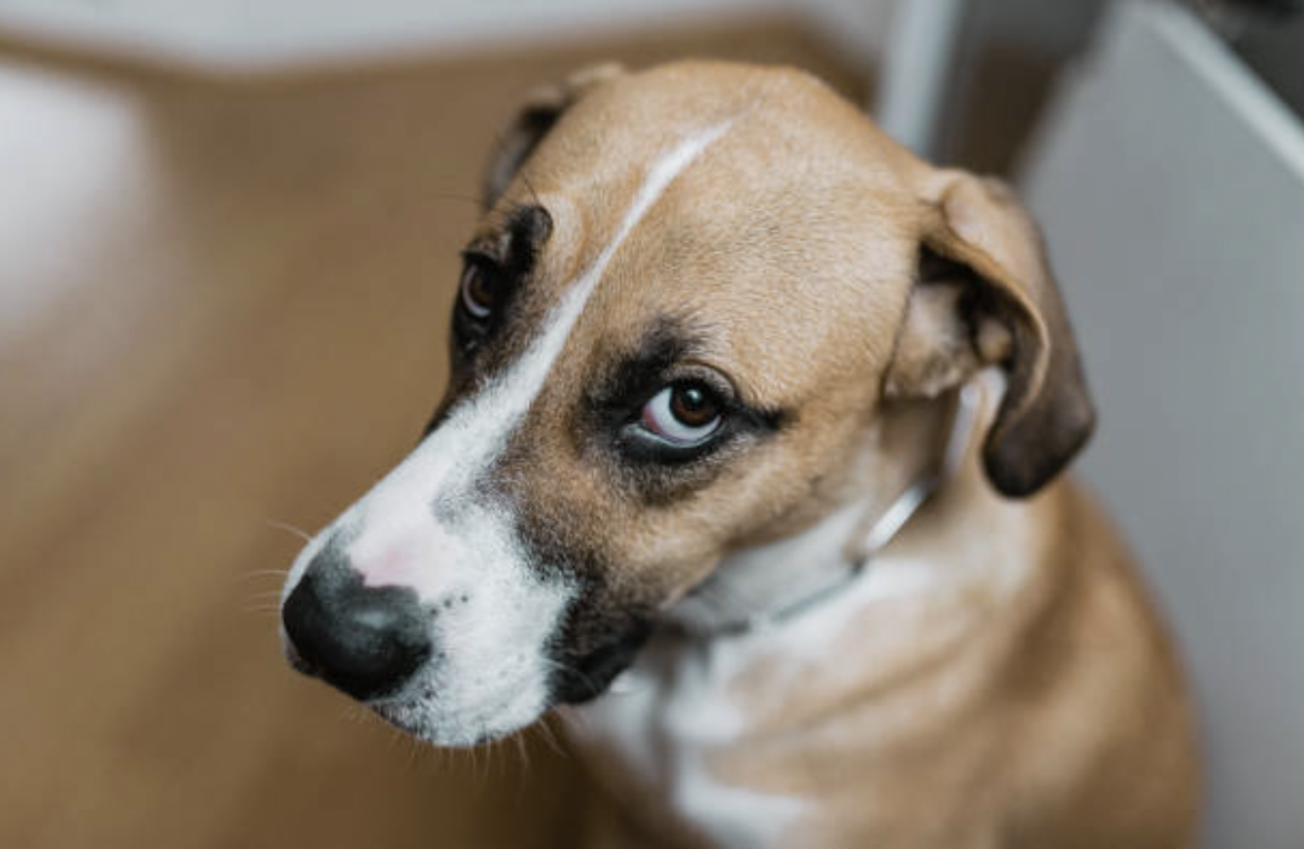 Drafts of My Dog’s New Year’s Resolution